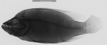 Media type: image;   Ichthyology 31324 Aspect: lateral,description
